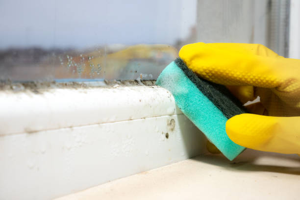 Best Mold Removal Process  in USA